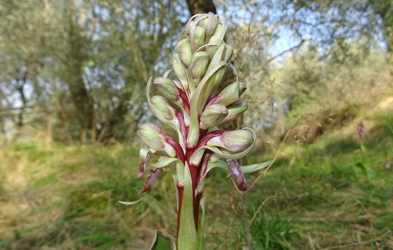 Barlia robertiana - Lago di Garda (VR)